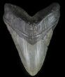 Megalodon Tooth (Restored Root Lobe) - + Foot Shark! #65362-1